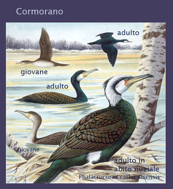 cormorano-disegni